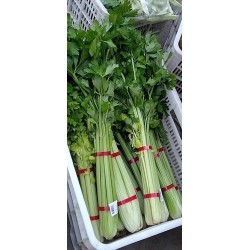 蔬菜捆扎機，小型扎把機，蒜苔捆扎，蒜苔束帶，昆勁小型捆扎機