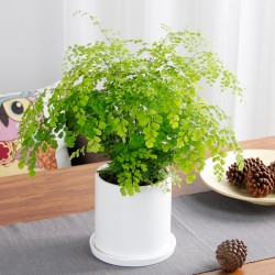 武漢商場綠植工廠盆栽價(jià)格，武漢寫字樓綠化戶外綠化辦公室盆栽
